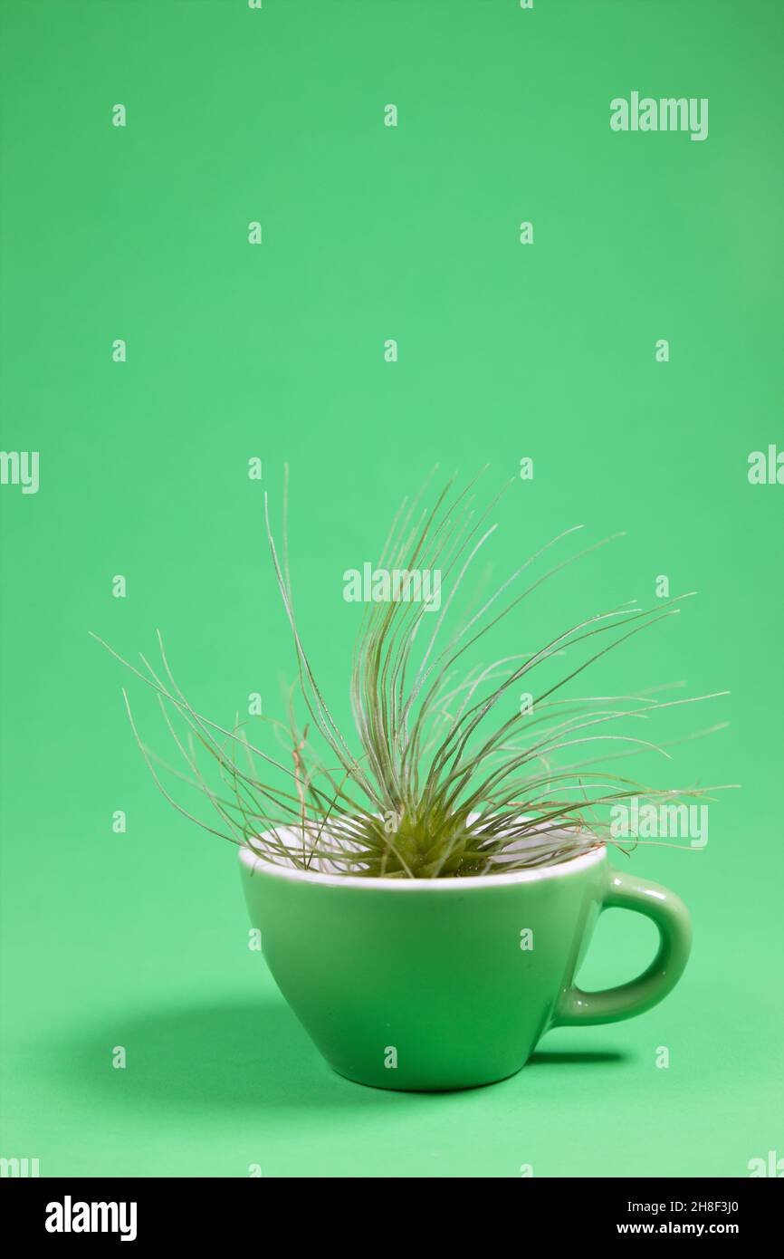 An air plant in a green teacup on a green background. Stock Photo