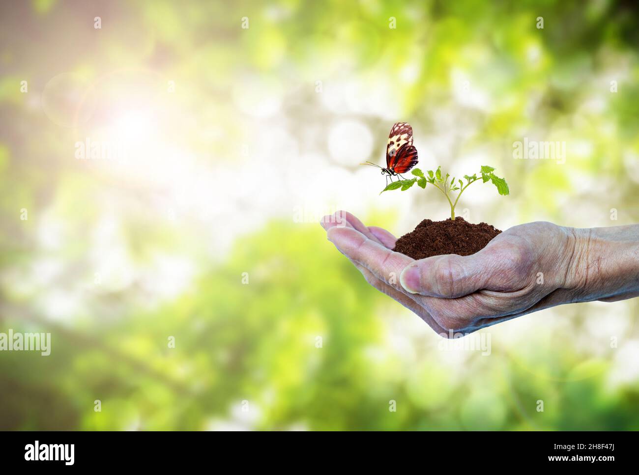 Earth Day or forest conservation concept showing hand of an elderly senior holding a growing tree sprout seedling with butterfly. Green environment na Stock Photo