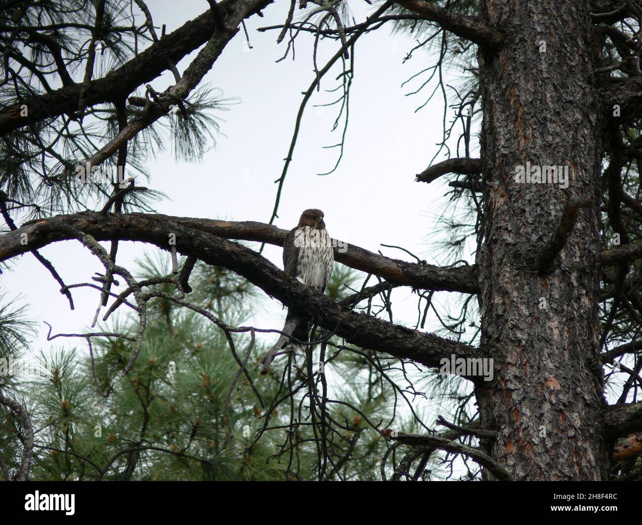 A Cooper's Hawk perches in a Ponderosa Pine tree Stock Photo Alamy