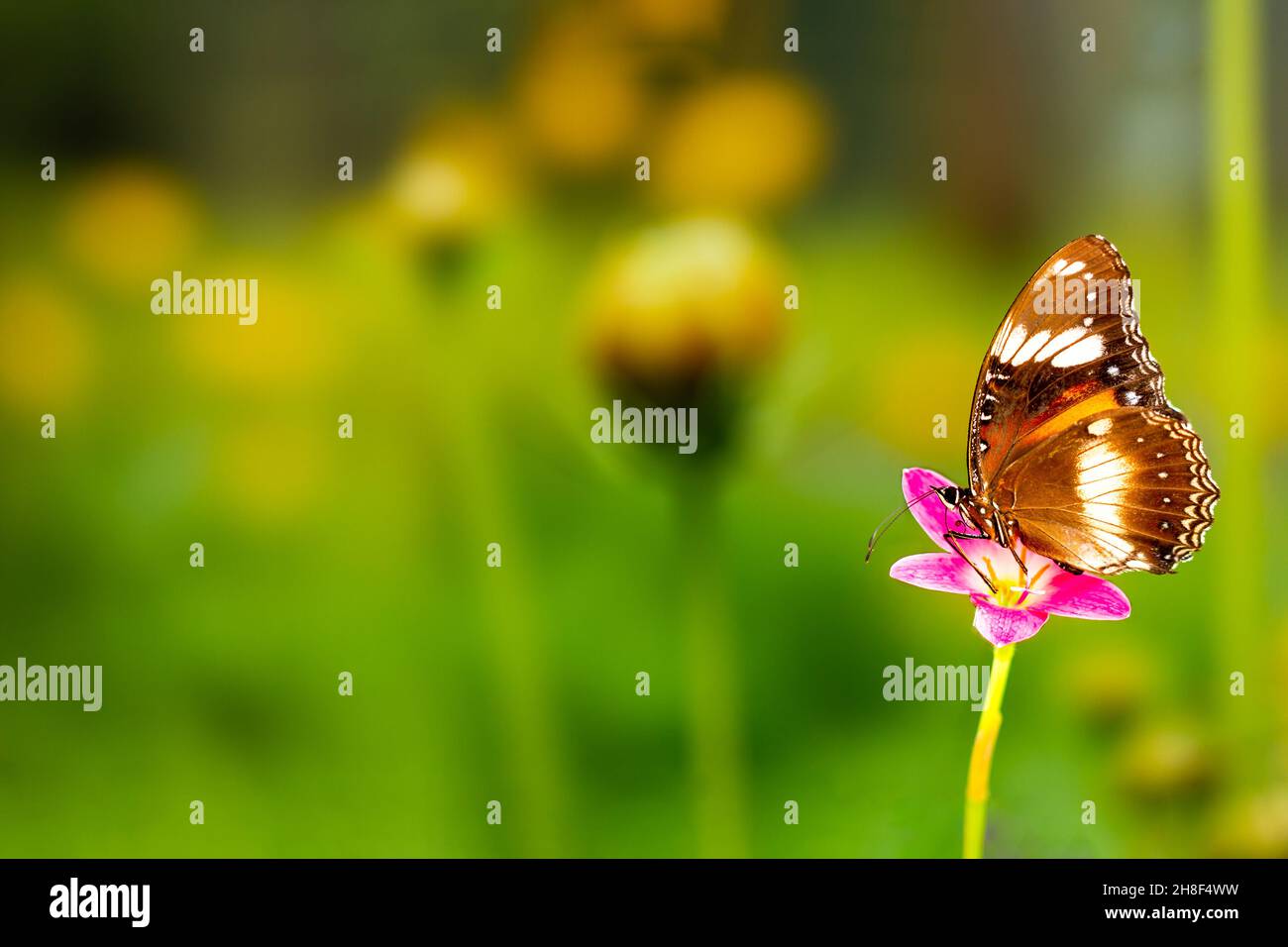 A brown butterfly flies over a rain lily flower, green plant background and colorful flowers, copy space Stock Photo