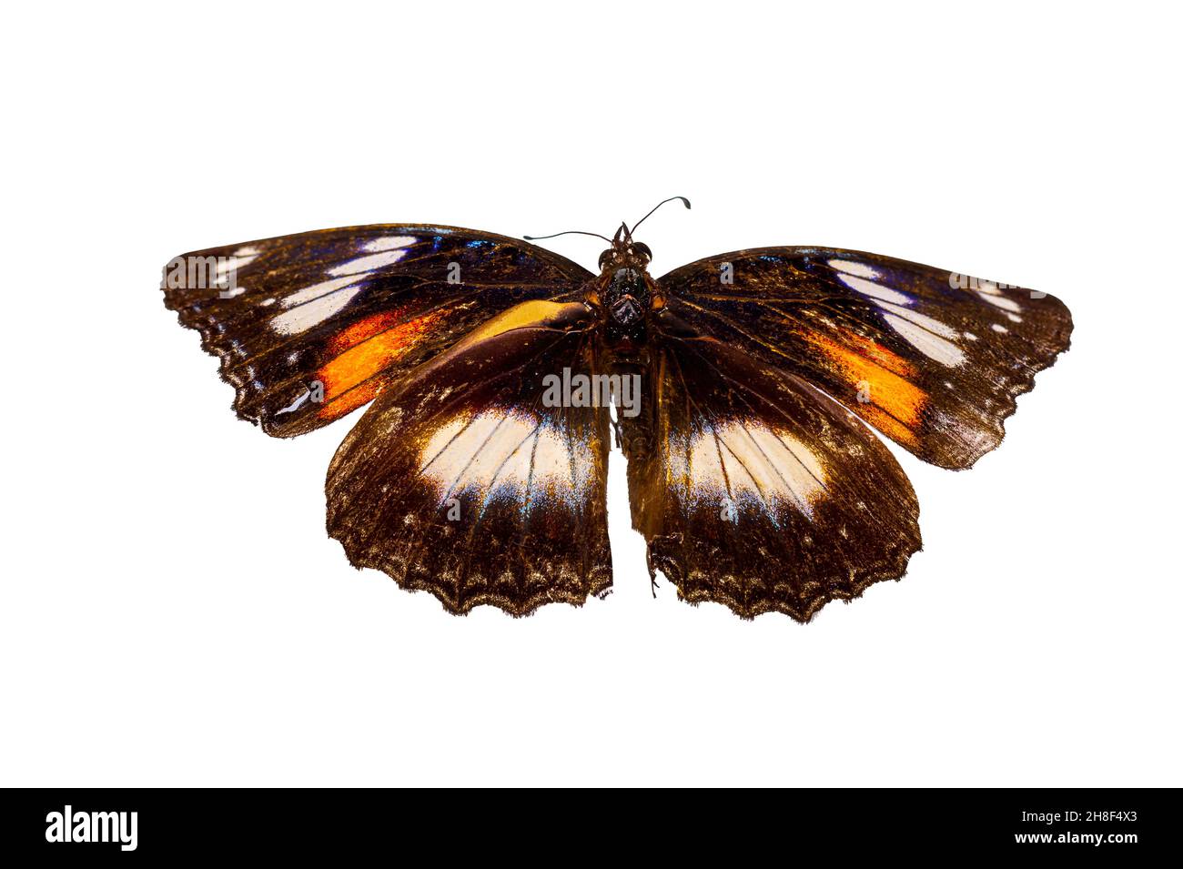 A butterfly in a combination of yellow, brown and white, isolated on a white background, nature and wildlife element Stock Photo