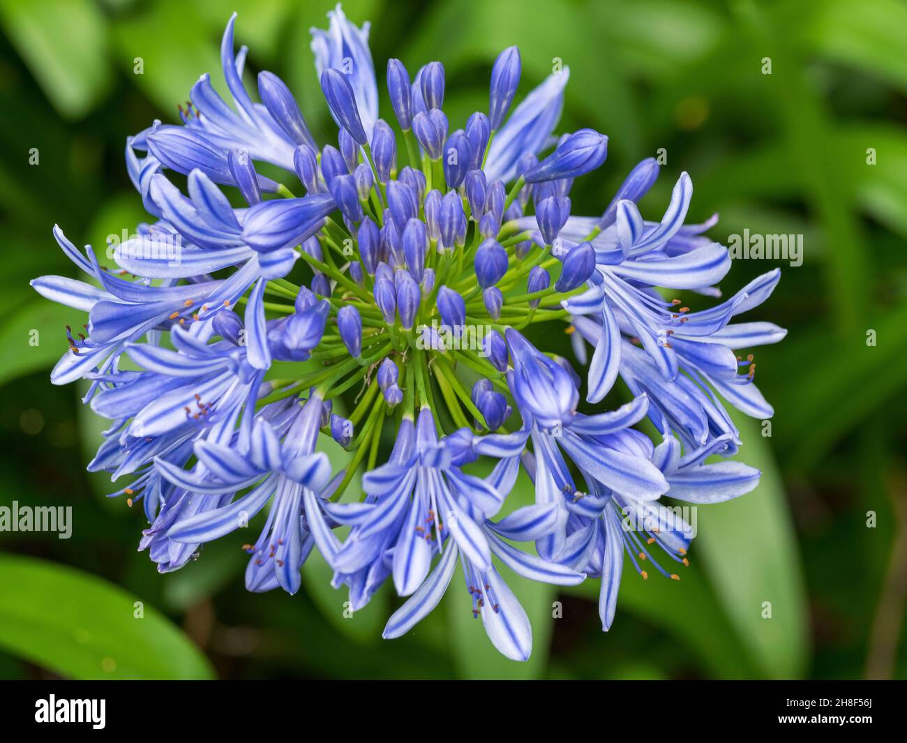 Flowers. Purple Blue Agapanthus plant  and green foliage in bloom. Flowering near the end of spring. Stock Photo