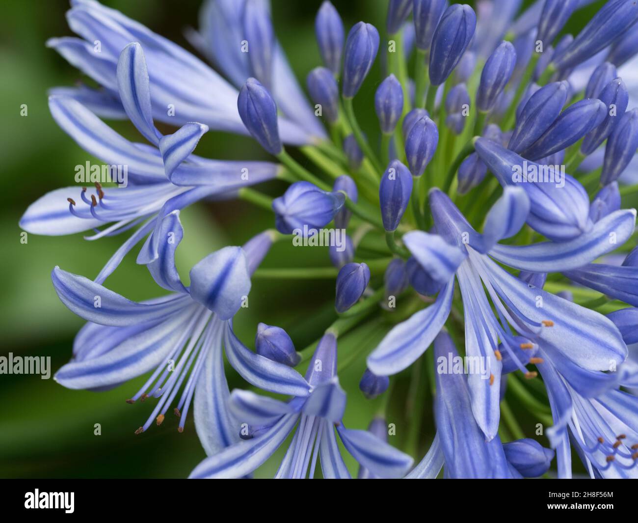 Flowers, Purple Blue Agapanthus plant  and green foliage in bloom. Flowering near the end of spring. Stock Photo