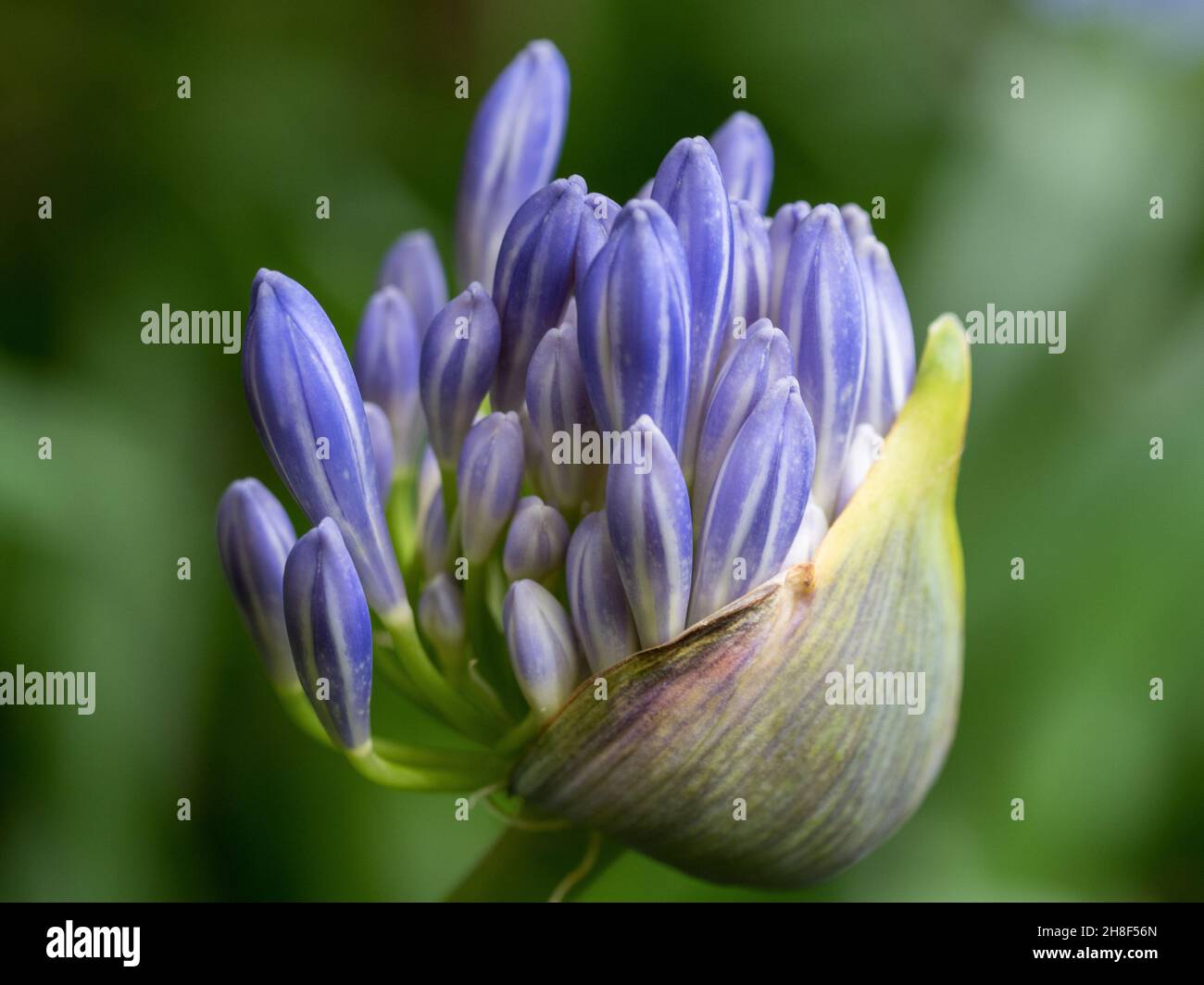 Closeup of a Purple Blue Agapanthus plant flower buds opening. Flowering near the end of spring. Blurred green background Stock Photo