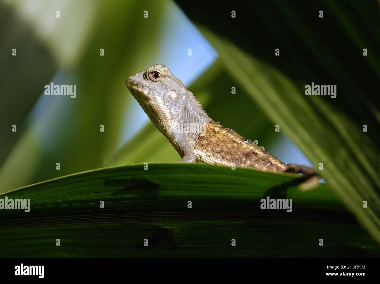 Closeup of a small cute lizard standing on the green leaf - wildlife ...