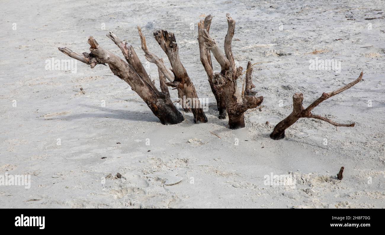 Remains of a tree by the sand on a beach in northeast Florida