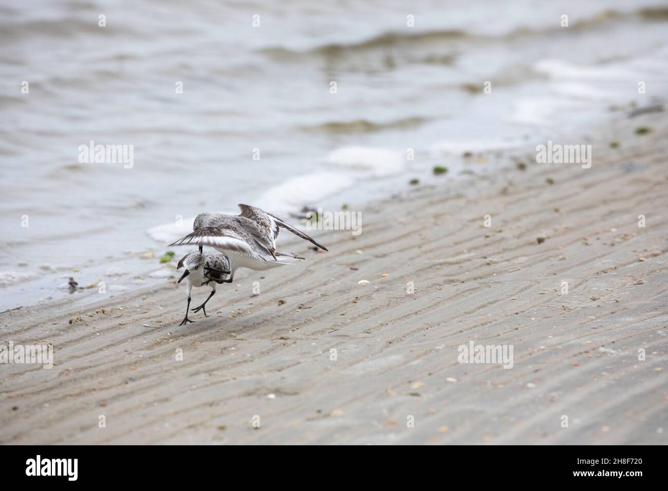 Two sanderlings fighting on the beach at Fort Matanzas Inlet in Fort Matanzas Monument. Stock Photo