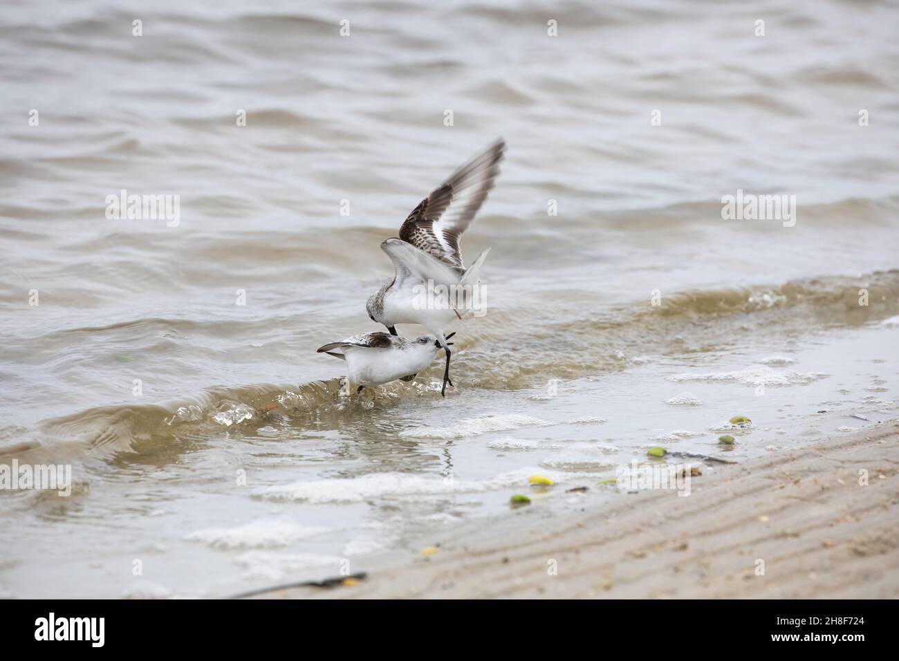 Two sanderlings fighting on the beach at Fort Matanzas Inlet in Fort Matanzas Monument. Stock Photo