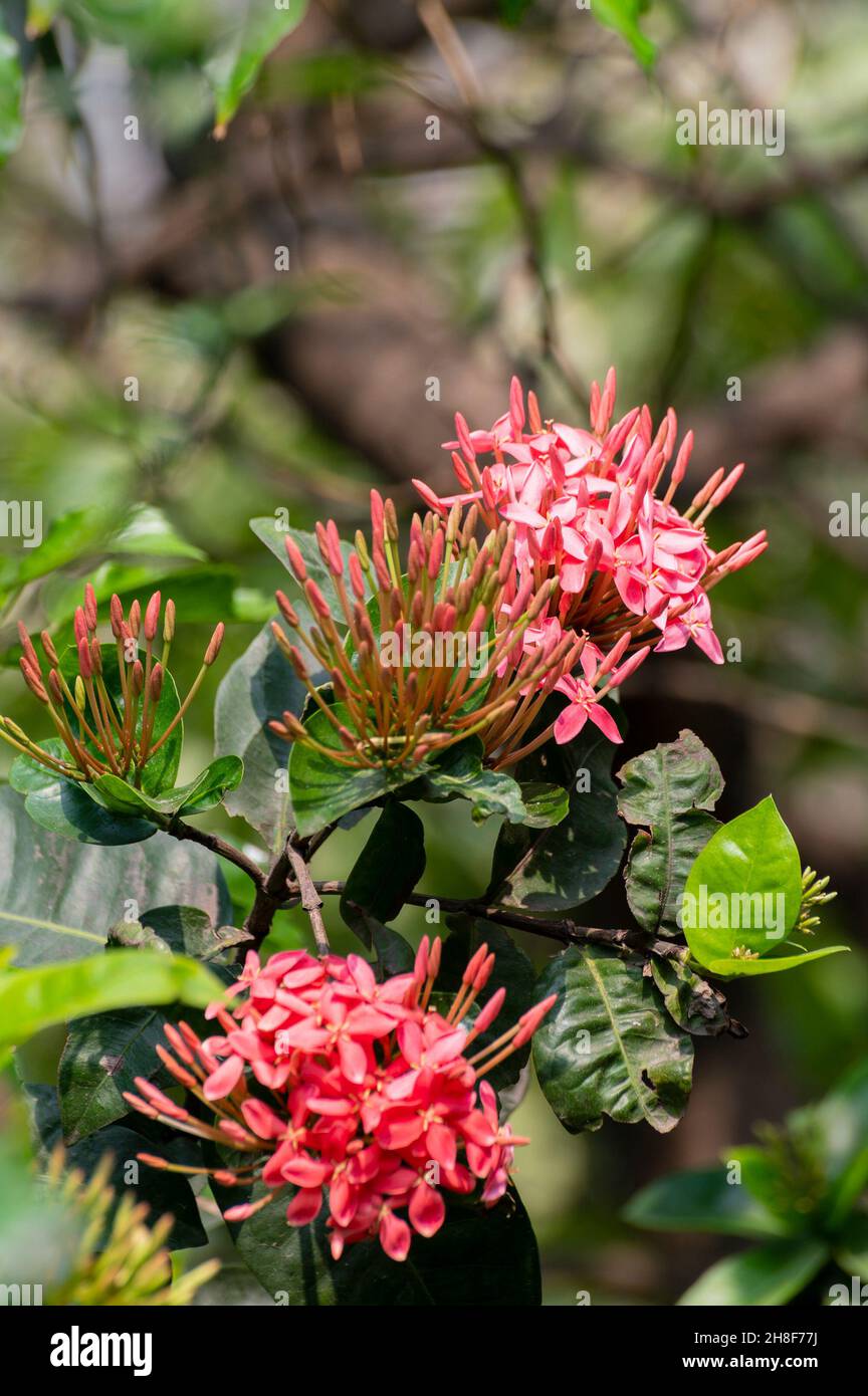 Ixora coccinea, jungle geranium, flame of the woods or jungle flame flowers, a flowering plant growing in garden. Howrah, West Bengal, India. Stock Photo
