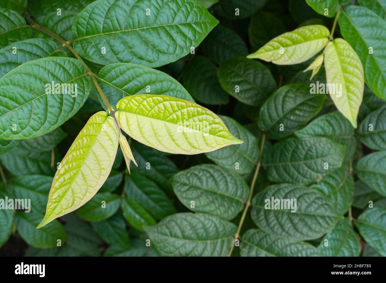 Madhabilata plant leaves, Hiptage benghalensis, often called hiptage grown in home garden. Howrah, West Bengal, India. Stock Photo