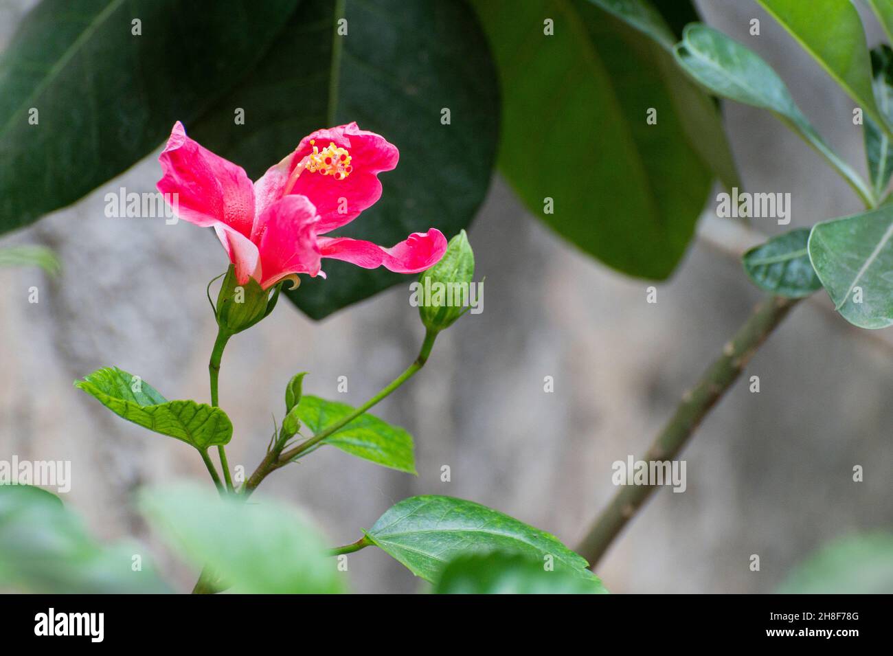 Bagola joba hires stock photography and images Alamy