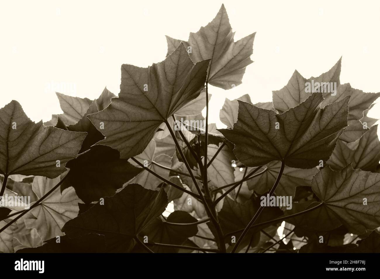 Sepia toned Leaves of Sthalpadma flower plant, Hibiscus mutabilis, Confederate rose, Dixie rosemallow, cotton rose or cotton rosemallow, Howrah, West Stock Photo