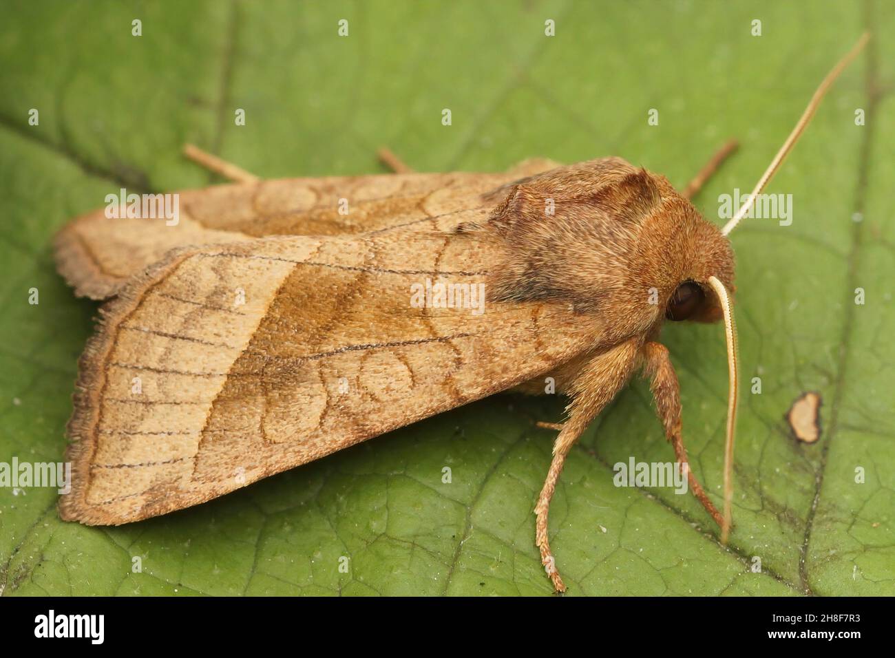 Closeup of the rosy rustic moth,  Hydraecia micacea sitting Stock Photo