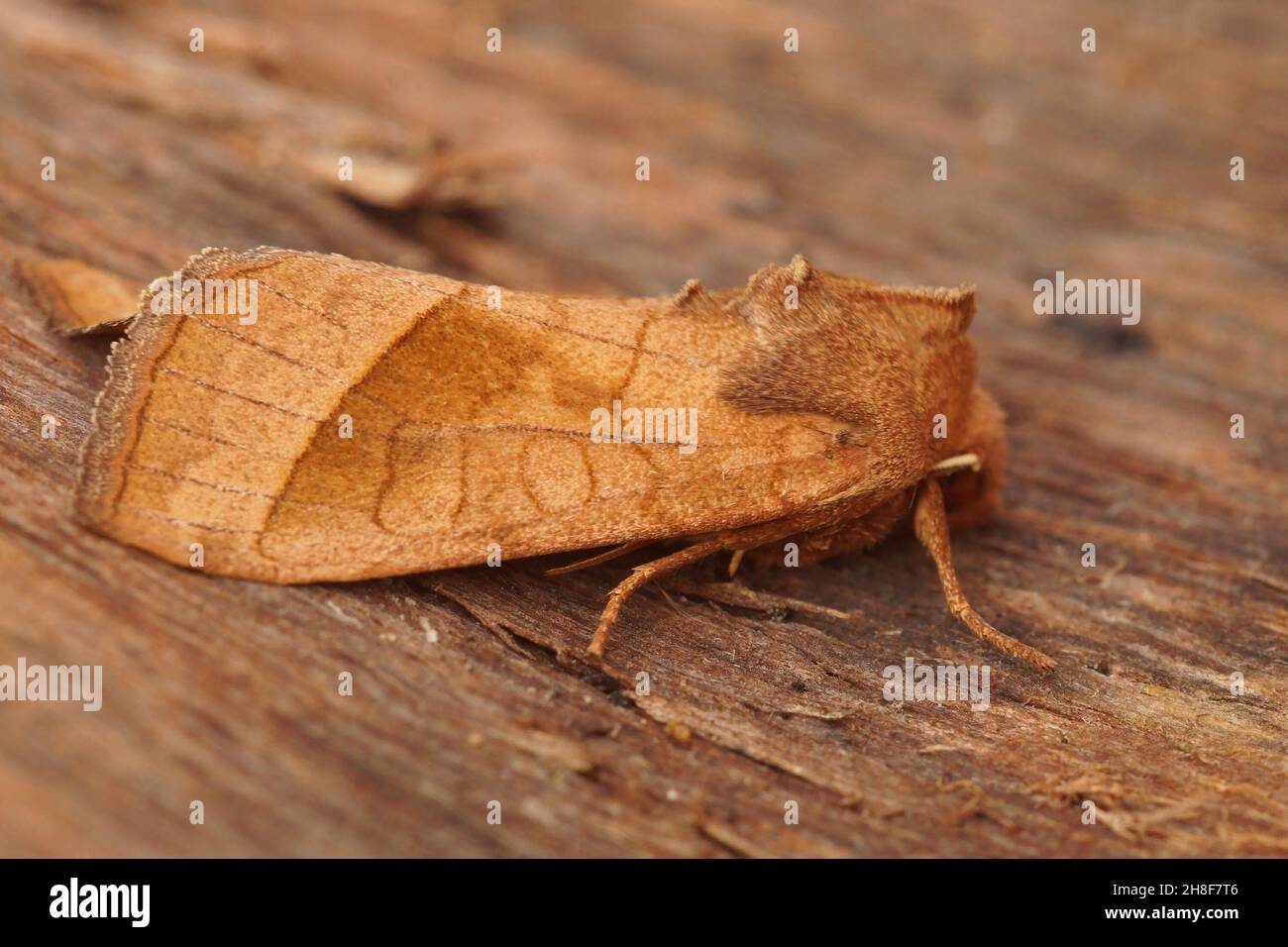 Closeup of the rosy rustic moth, Hydraecia micacea sitting on a green leaf Stock Photo
