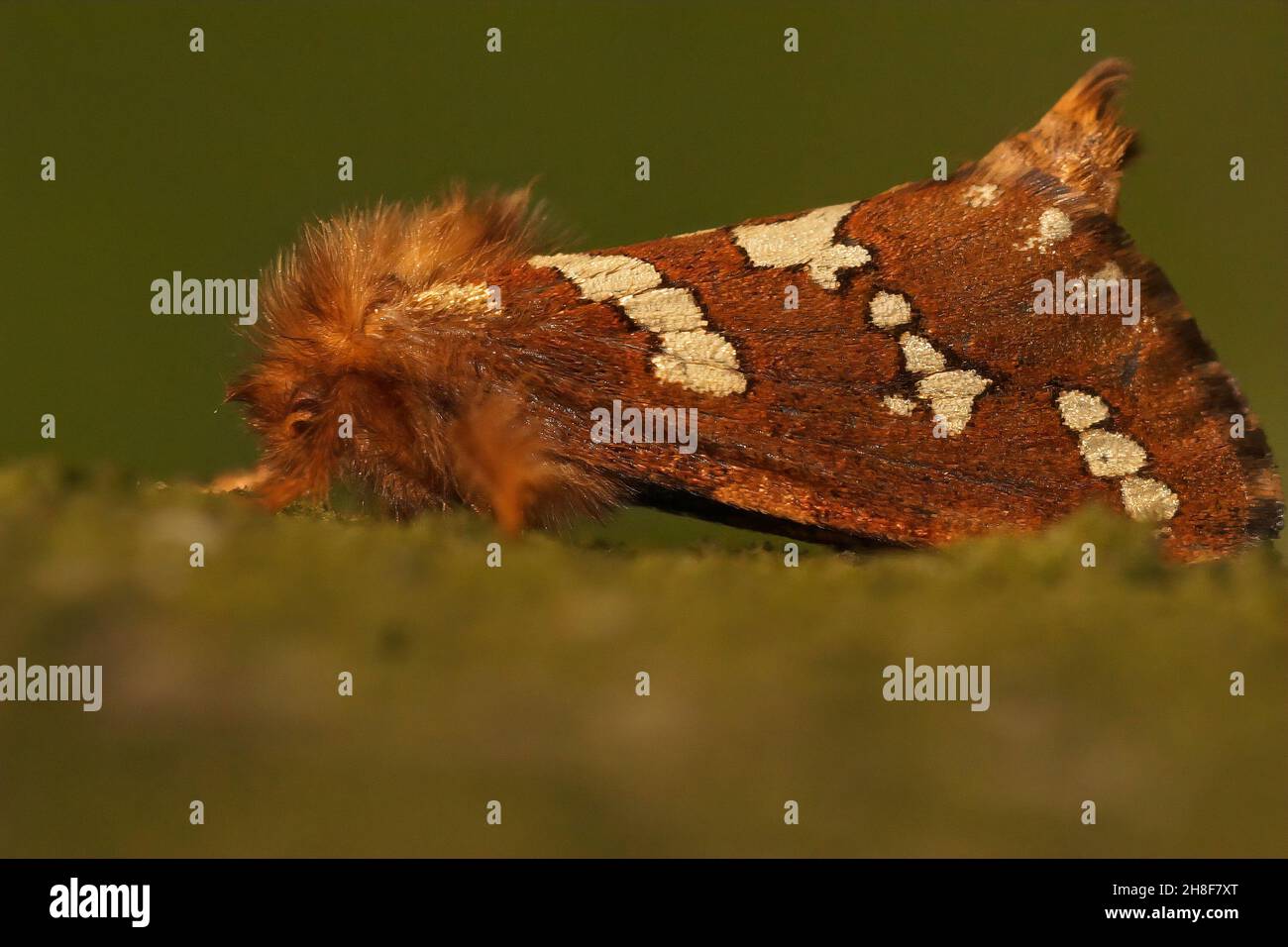Closeup on the gold swift moth, Phymatopus hecta sittin Stock Photo