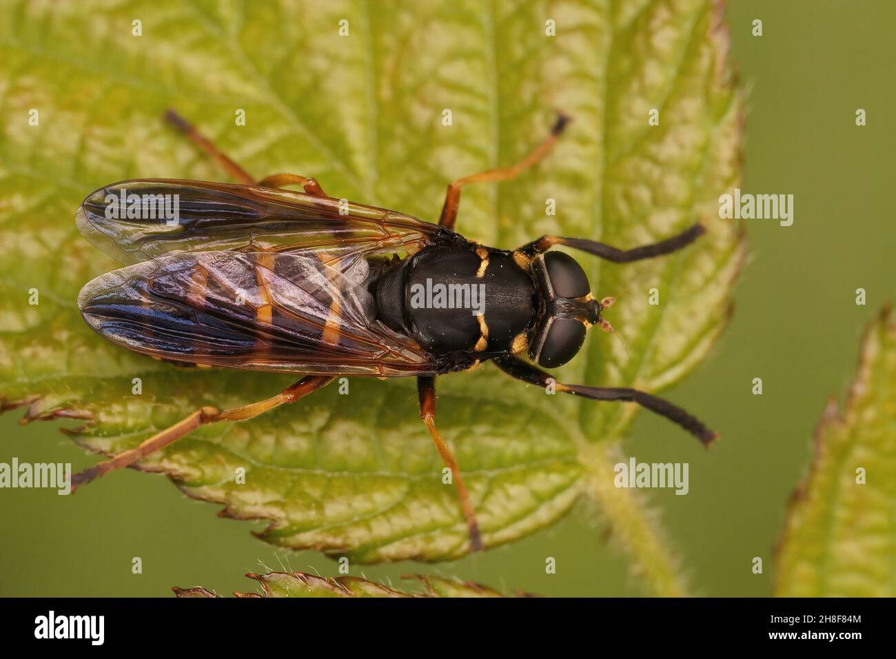 Dorsal closeup on a Temnostoma bombylans, a hoverfly mimicking a wasp Stock Photo