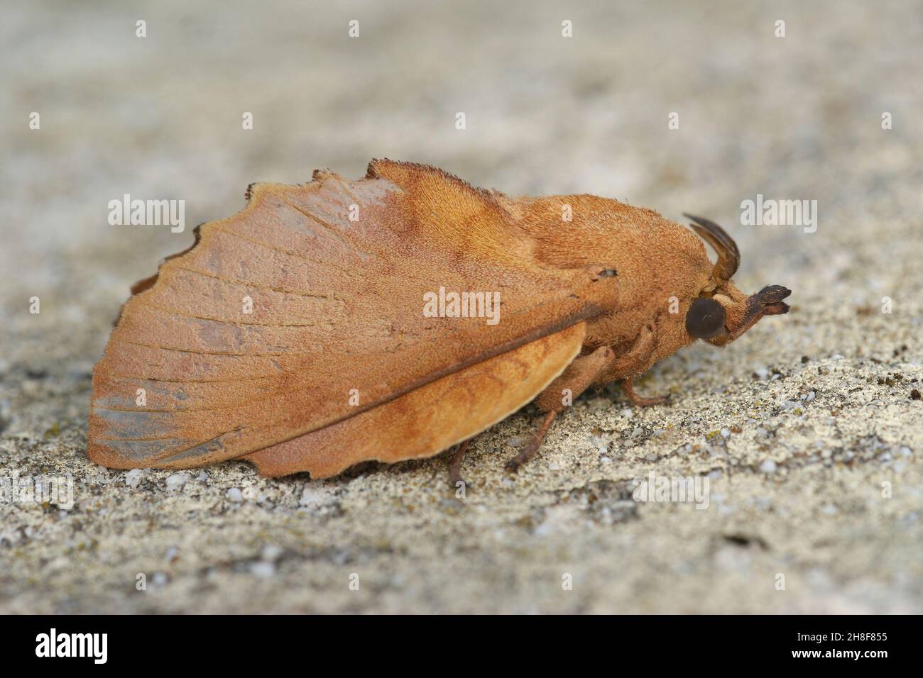 Closeup on the Lappet moth, Gastropacha quercifolia, sitting Stock Photo