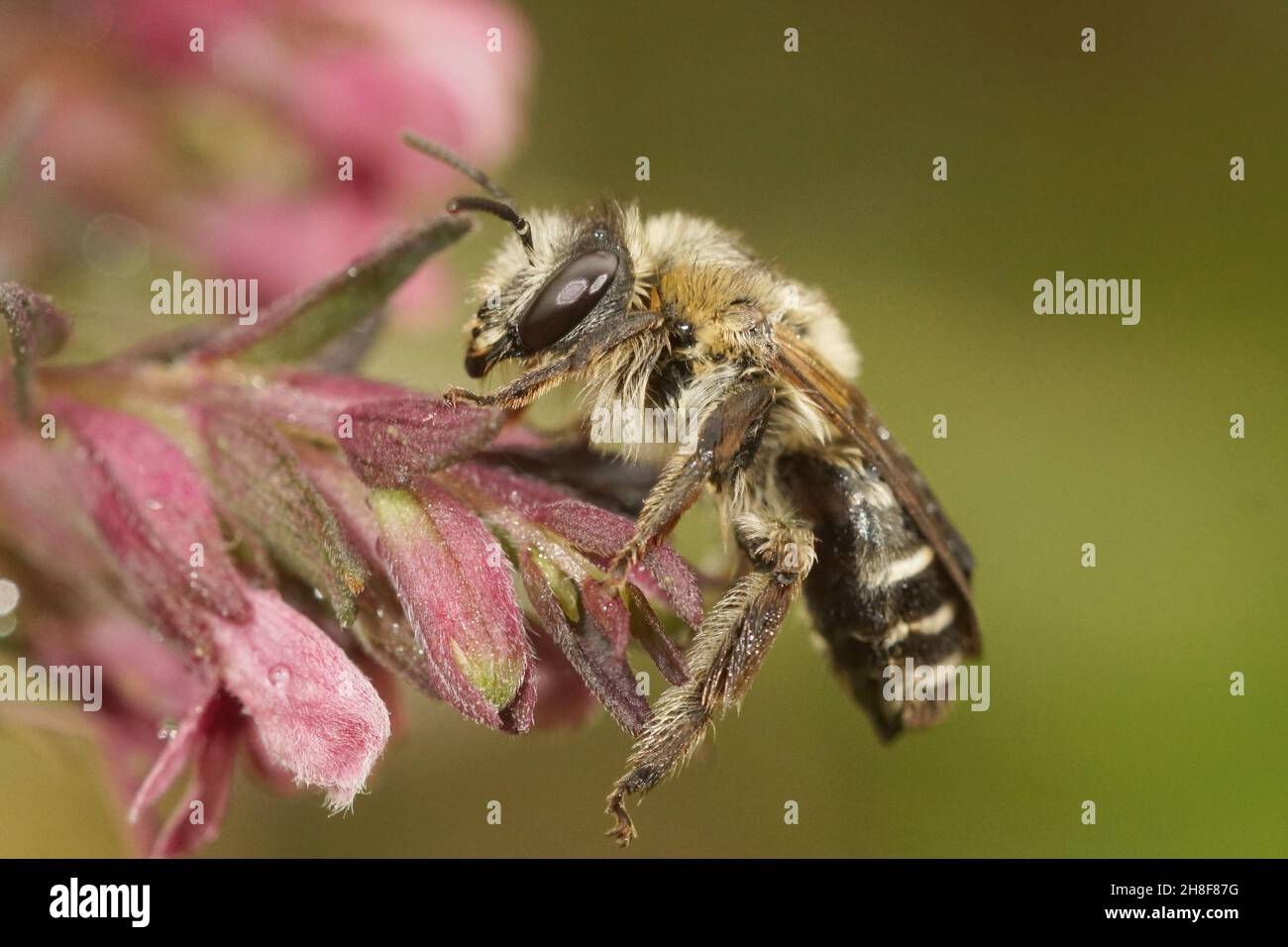 Closeup of a female of the specialist solitary Red bartsia bee, Melitta tricincta Stock Photo