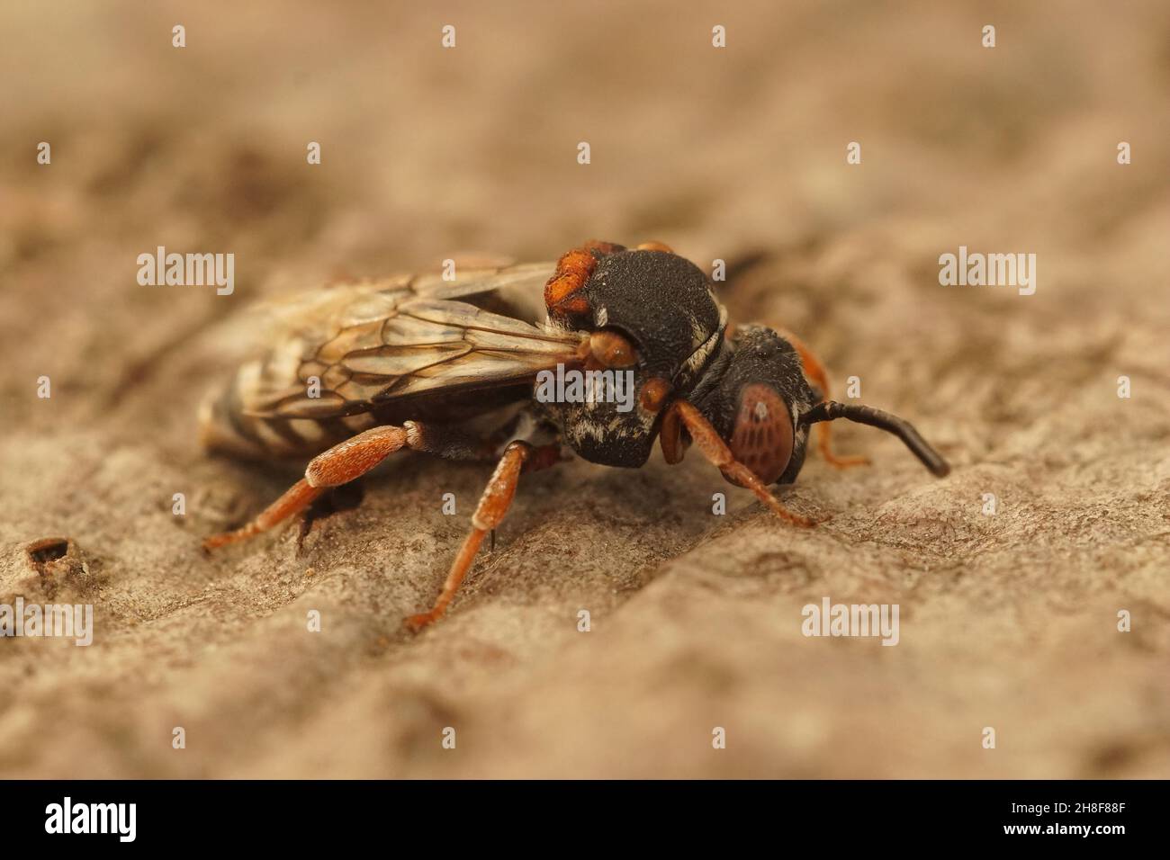 Closeup on a female Black-thighed Cellophane-cuckoo Bee, Epeolus variegatus Stock Photo