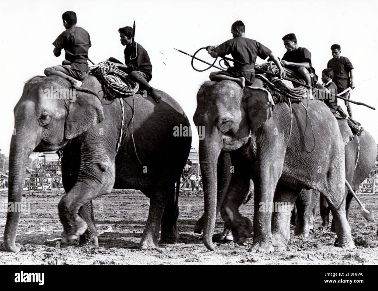 Suay men prepare to go on an elephant hunt, Surin Province, Thailand, 1969 Stock Photo