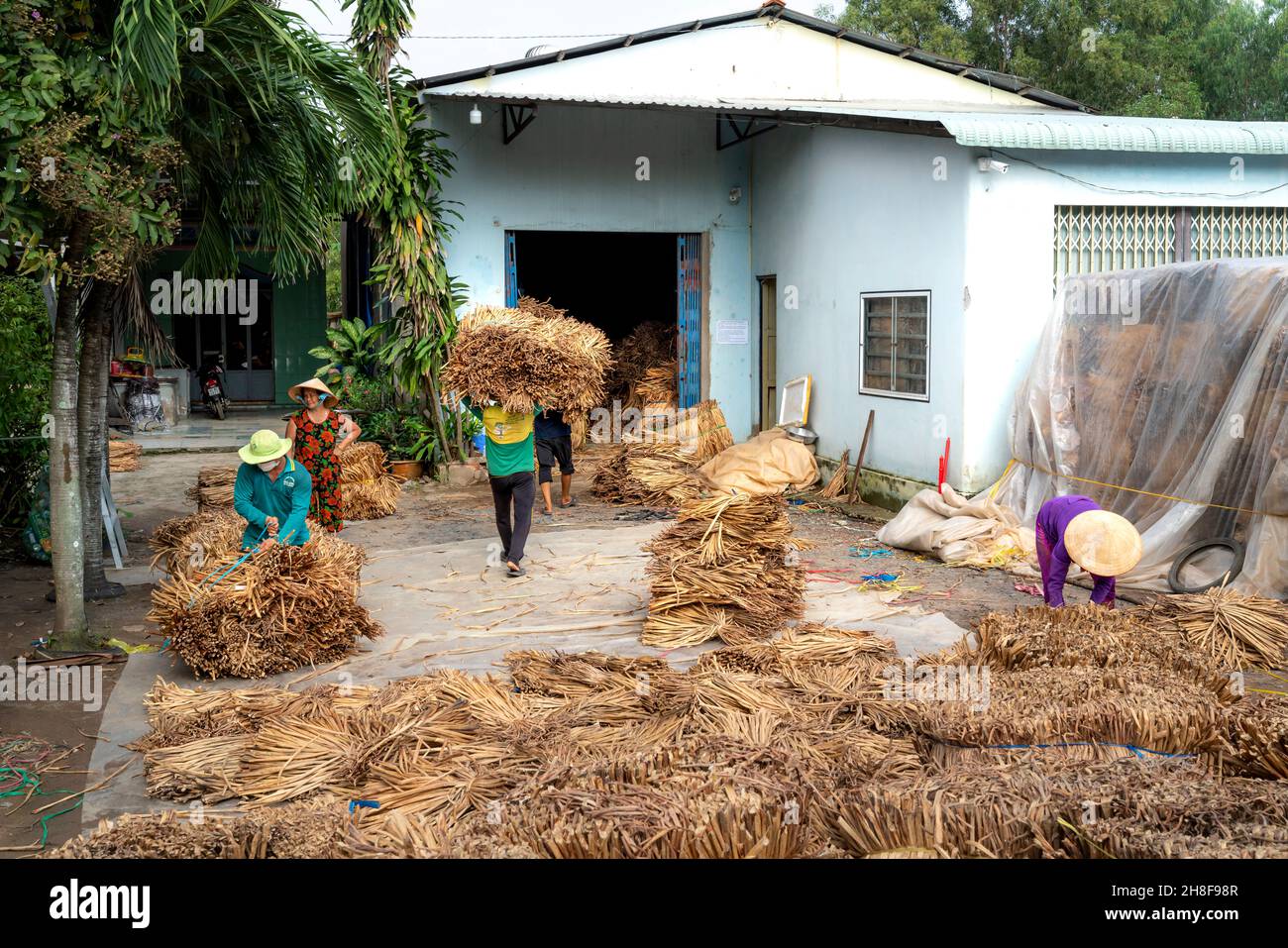 Water Hyacinth Advantages And Disadvantages You Might Not
