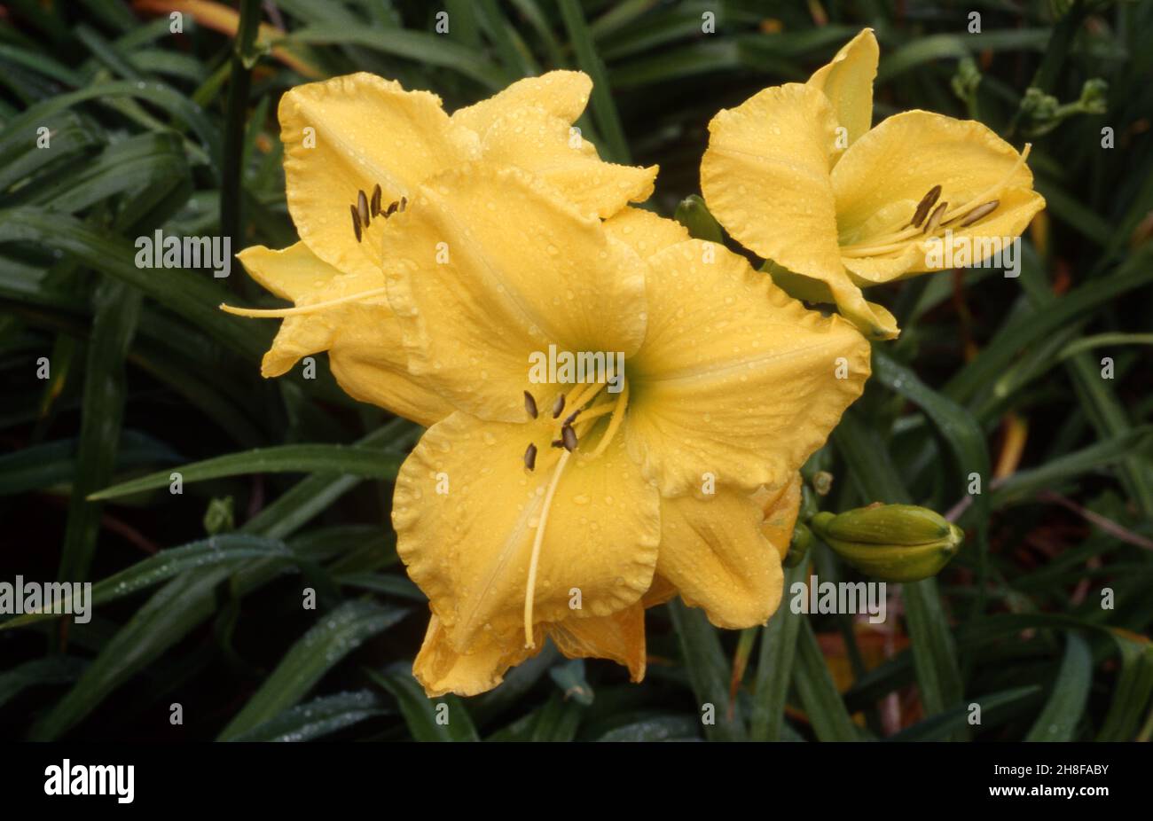 YELLOW DAY LILY FLOWERS (HEMEROCALLIS) SUNSHINE MAGIC' Stock Photo