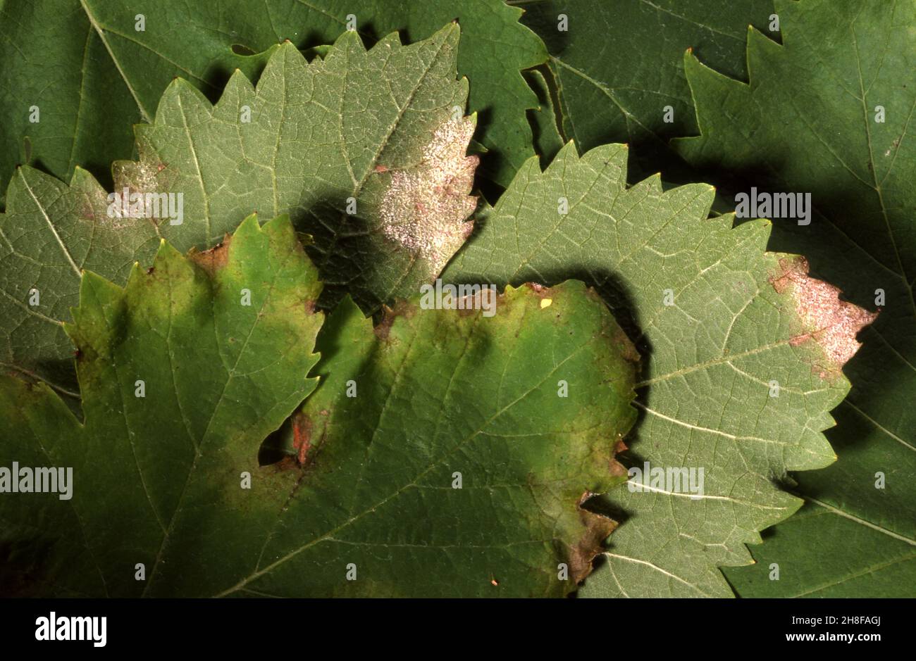 DOWNY MILDEW (PLASMOPARA VITICOLA) ON GRAPE VINE A FUNGAL DISEASE THAT IS WORSE IN HUMID CONDITIONS. Stock Photo