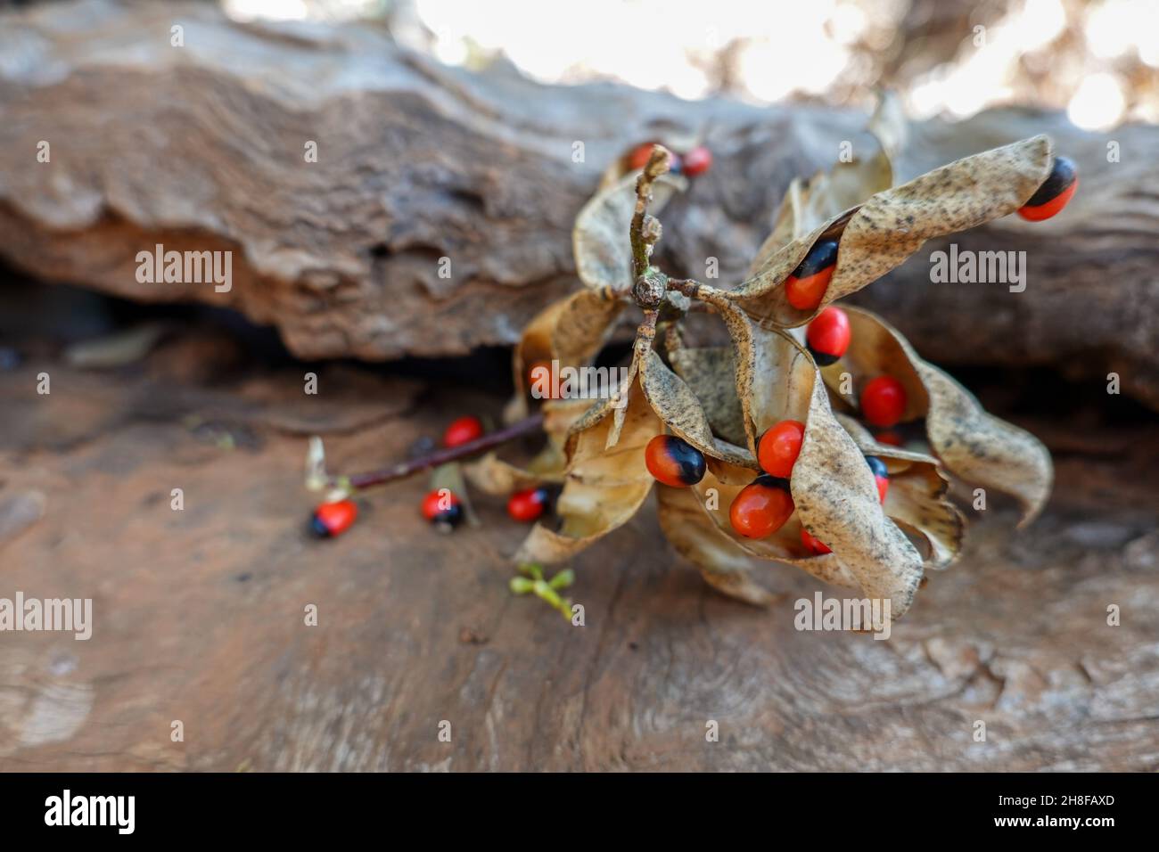 The rosary pea (Abrus precatorius), also known as crab’s eye or jumbie bead. Stock Photo