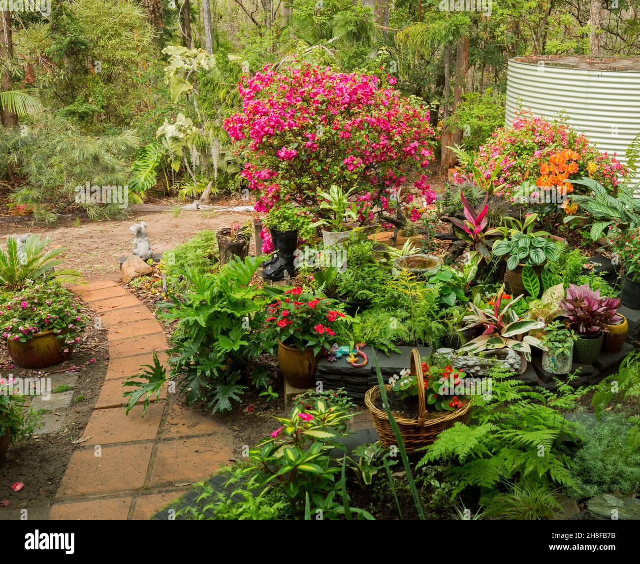 Spectacular colourful tropical garden with lush ferns & flowering plants, many in containers, with low wall and pathway, in Australia Stock Photo