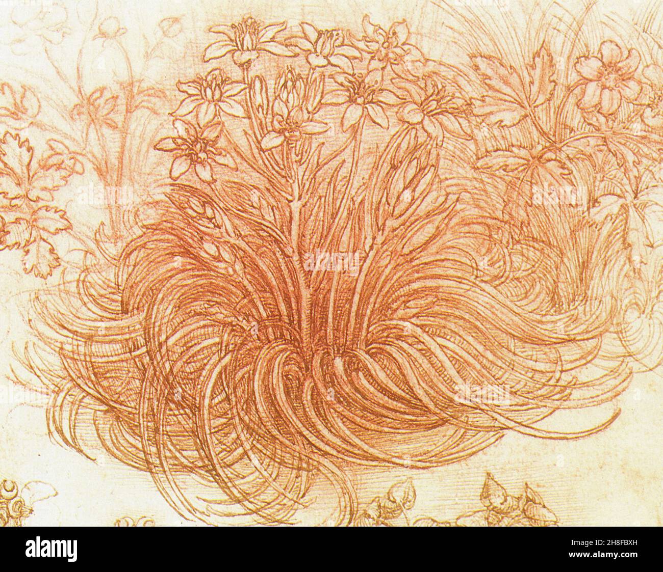 LEONARDO DA VINCI.BOTANICAL DRAWING Stock Photo Alamy
