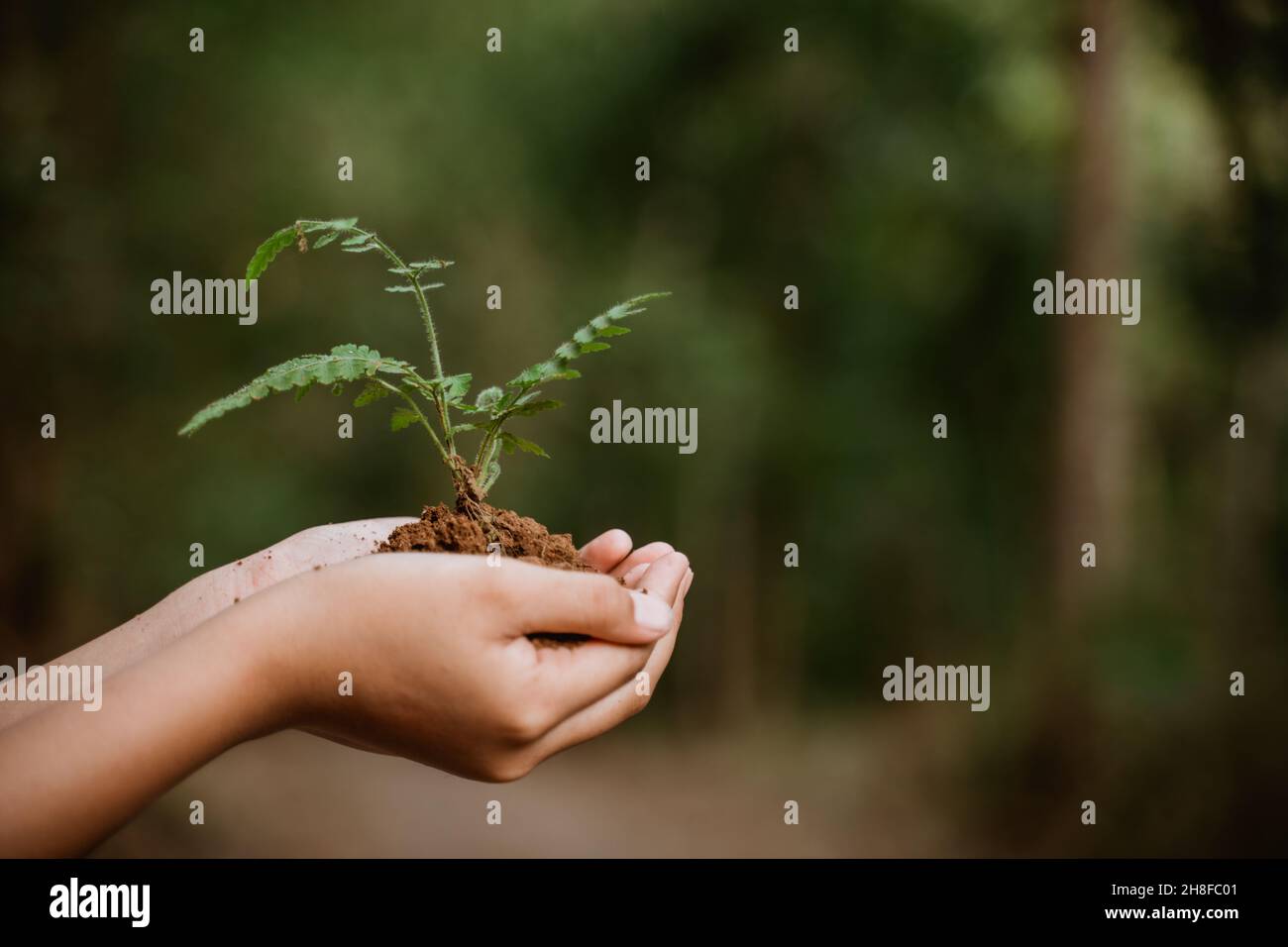 planting tree for better environment sustainability Stock Photo Alamy