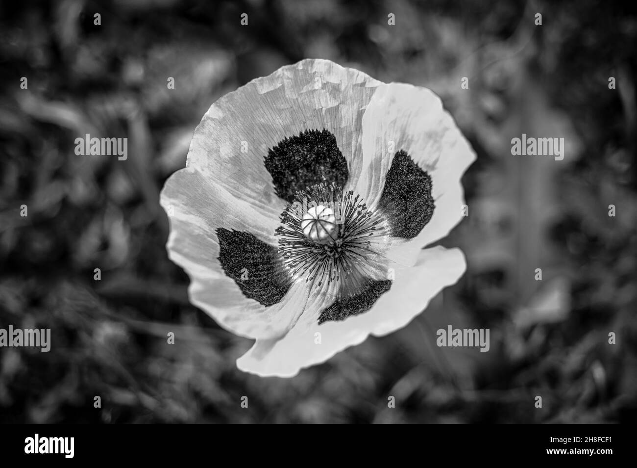 Scarlet poppy Black and White Stock Photos & Images - Alamy