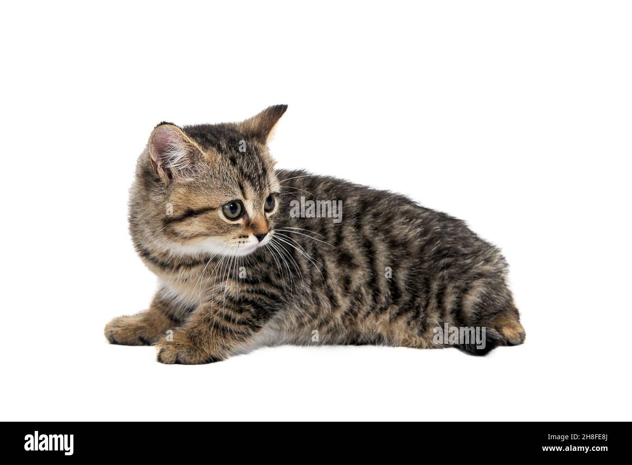 tabby purebred kitten sits on a white isolated background Stock Photo
