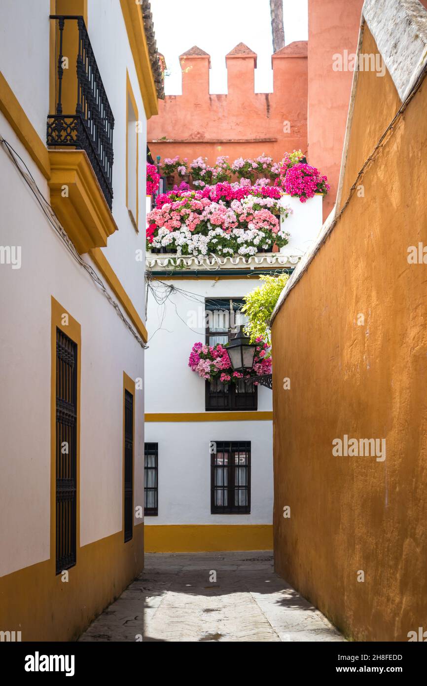 One of the most beautiful corners of the Barrio de Santa Cruz in Seville, Spain. Balconies decorated with flowers and colorful walls. Stock Photo