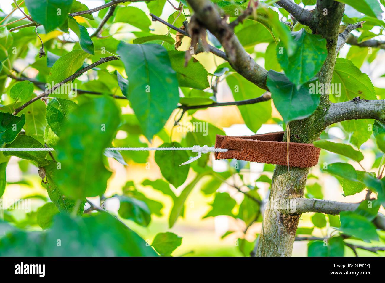 Tied up tree seedling close-up. Leather padding to prevent damage to ...