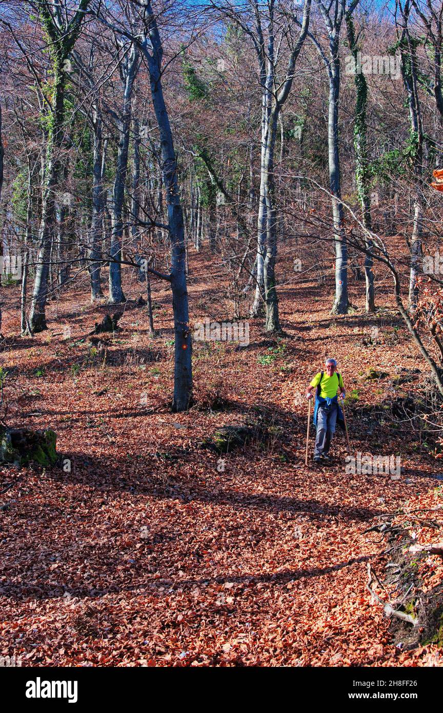 Senior man hiking in forest hi-res stock photography and images - Alamy