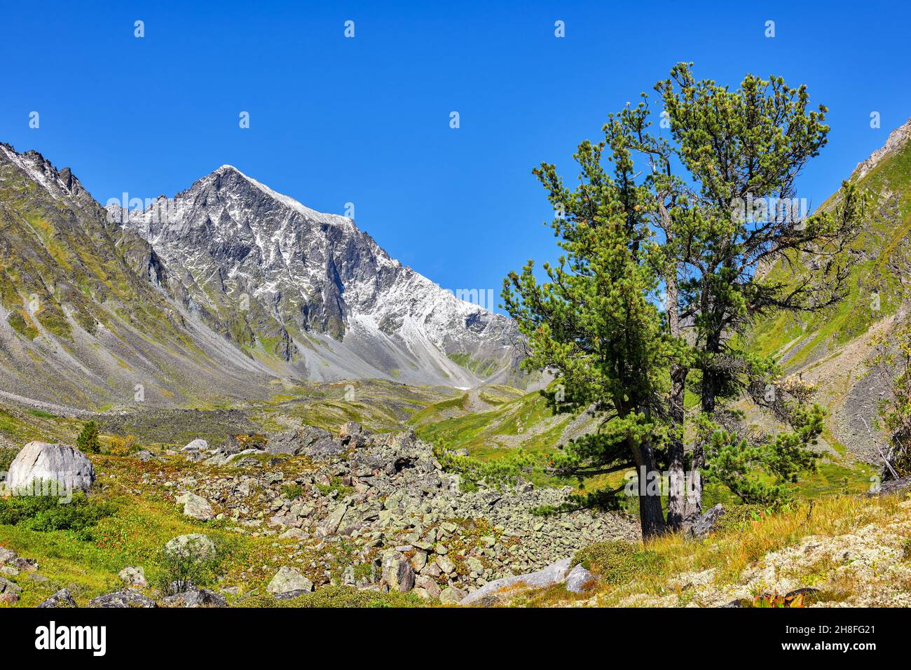 Old cedar on the background of the Siberian tundra in the highlands. Three tree trunks grow from one root. Eastern Sayan Mountains. Buryatia. Russia Stock Photo