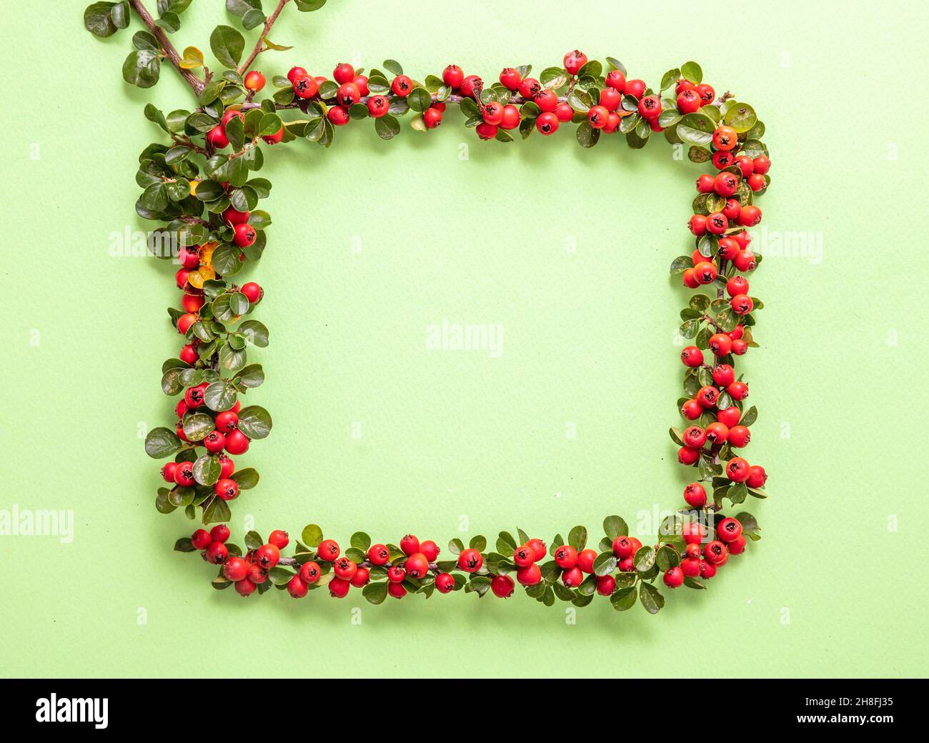 Christmas decoration frame. Square border of cotoneaster blooming plant with red berries. Greeting card template on light green color background, copy Stock Photo