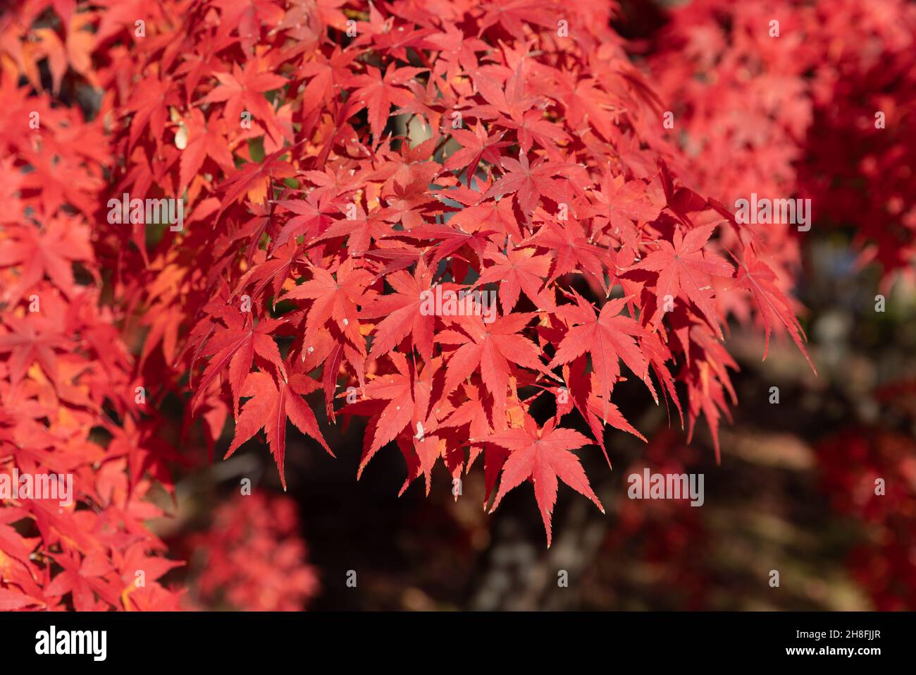 Kyoto, Japan. 26th Nov, 2021. Momoji tree (Japanese Maple) seen at the entrance of Toji-in Temple.Toji-in was established in 1341 on the southern slope of Mount Kinugasa by the shogun Ashikaga Takauji. 15 shoguns came from the Ashikaga clan making the Toji-in temple rich in historical artifacts and artworks. Credit: SOPA Images Limited/Alamy Live News Stock Photo