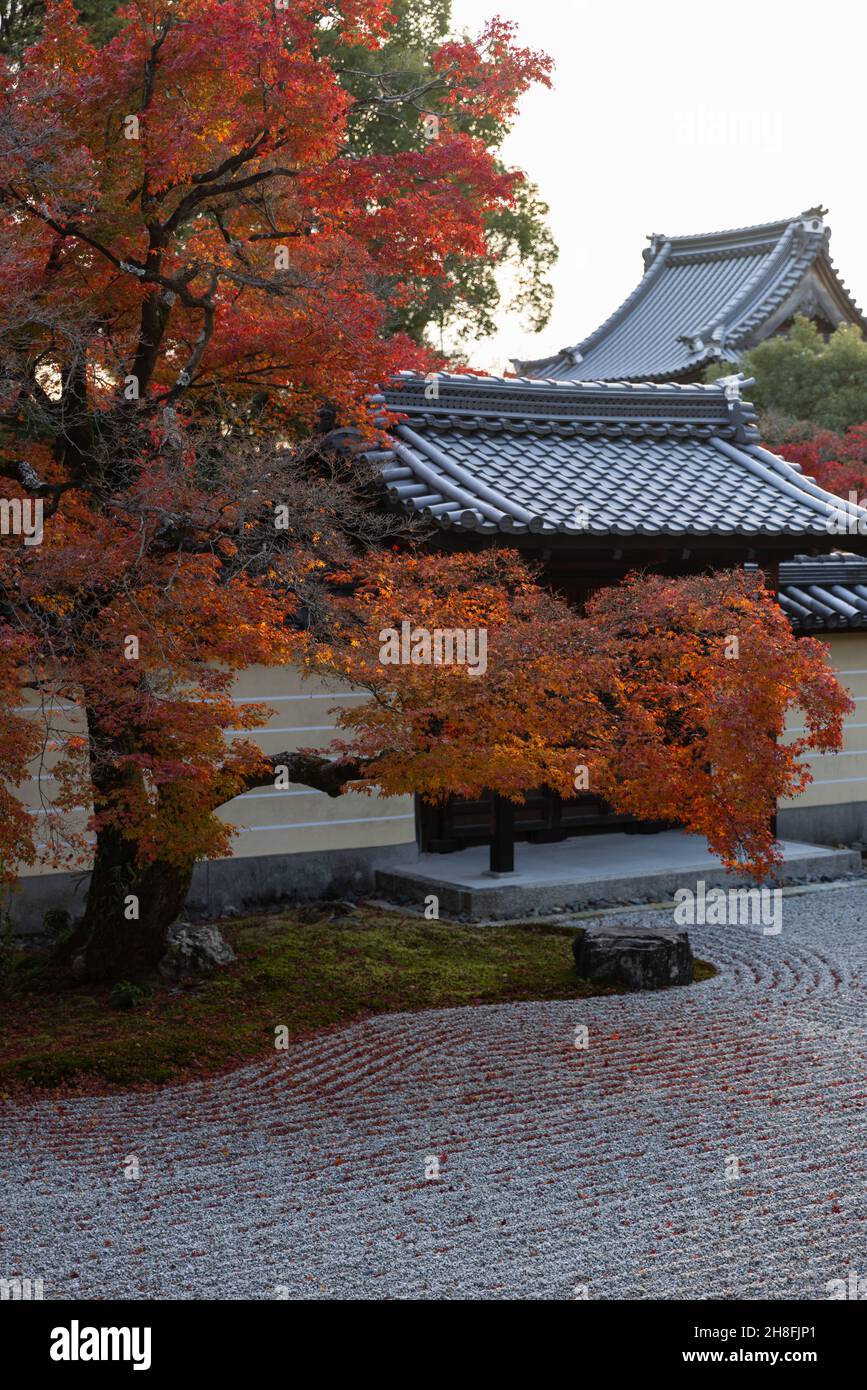 Kyoto, Japan. 26th Nov, 2021. Momiji tree (Japanese Maple) blocks the gate of the Toji-in Temple.Toji-in was established in 1341 on the southern slope of Mount Kinugasa by the shogun Ashikaga Takauji. Fifteen shoguns came from the Ashikaga clan making the Toji-in temple rich in historical artifacts and artworks. Credit: SOPA Images Limited/Alamy Live News Stock Photo