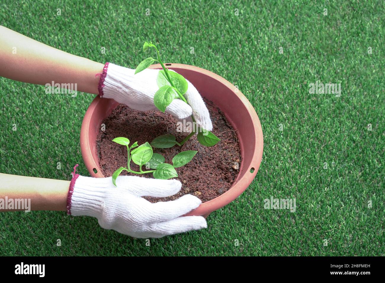 Woman gardener planting vegetables in a pot. Healthy living concept. Top view. Stock Photo