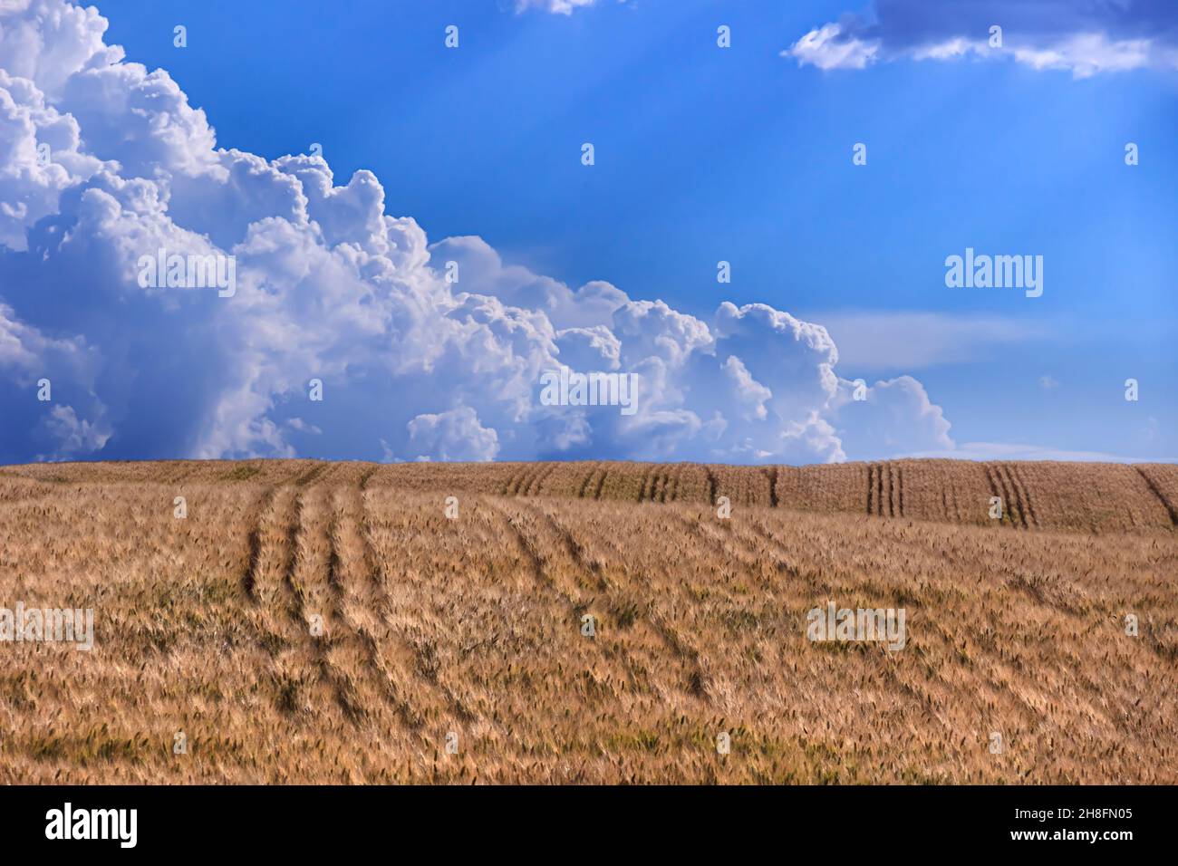 Clouds over the wheat field: organic shapes and forms have a natural look and a flowing and curving appearance. Stock Photo