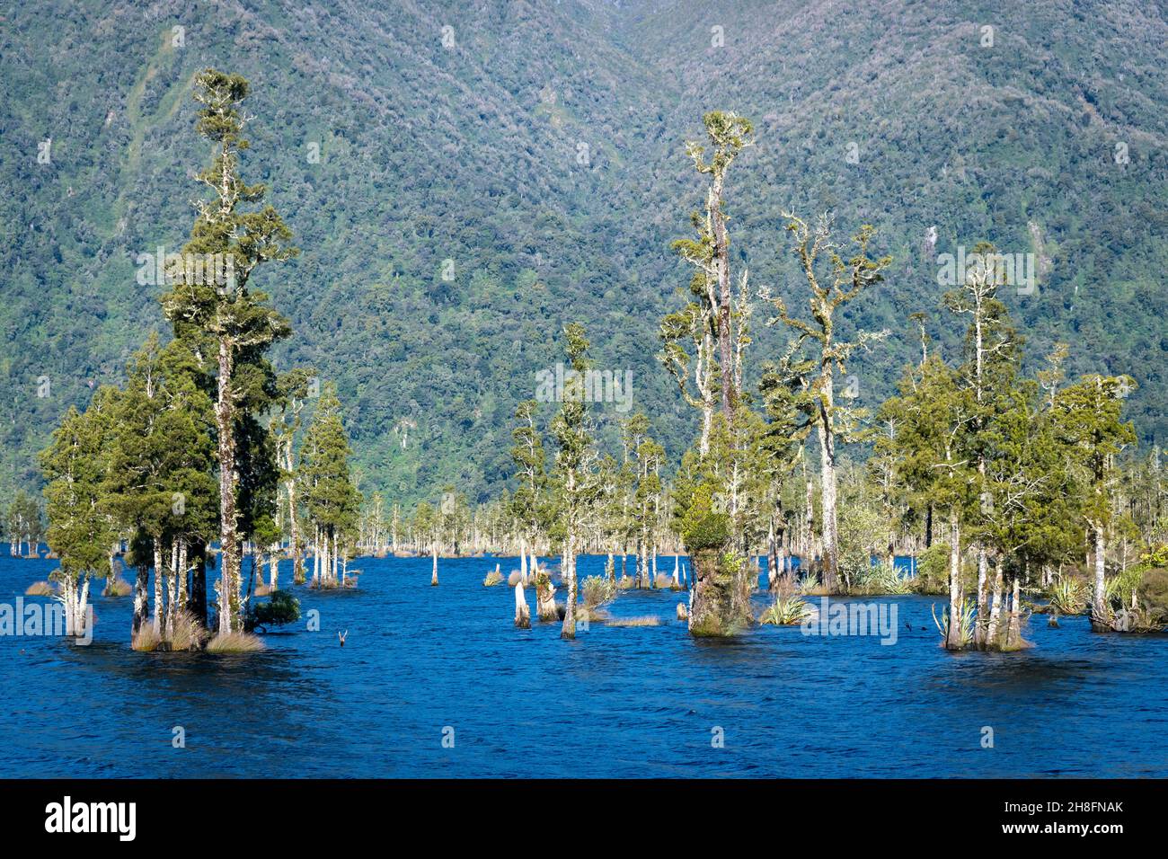 Kahikatea trees (Dacrycarpus dacrydioides) growing in Lake Brunner, South Island, New Zealand Stock Photo