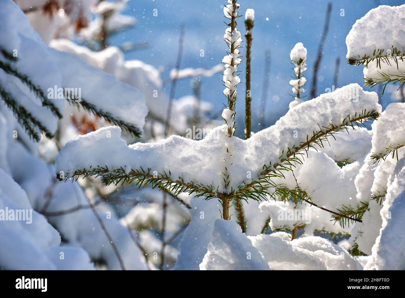 Closeup of pine tree branches covered with fresh fallen snow in winter ...