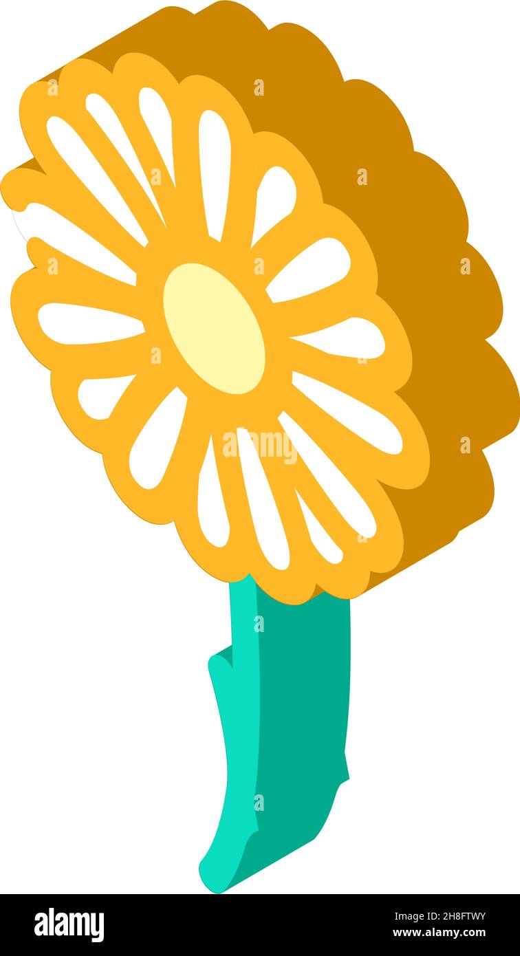 chamomile flower isometric icon vector illustration Stock Vector Image ...