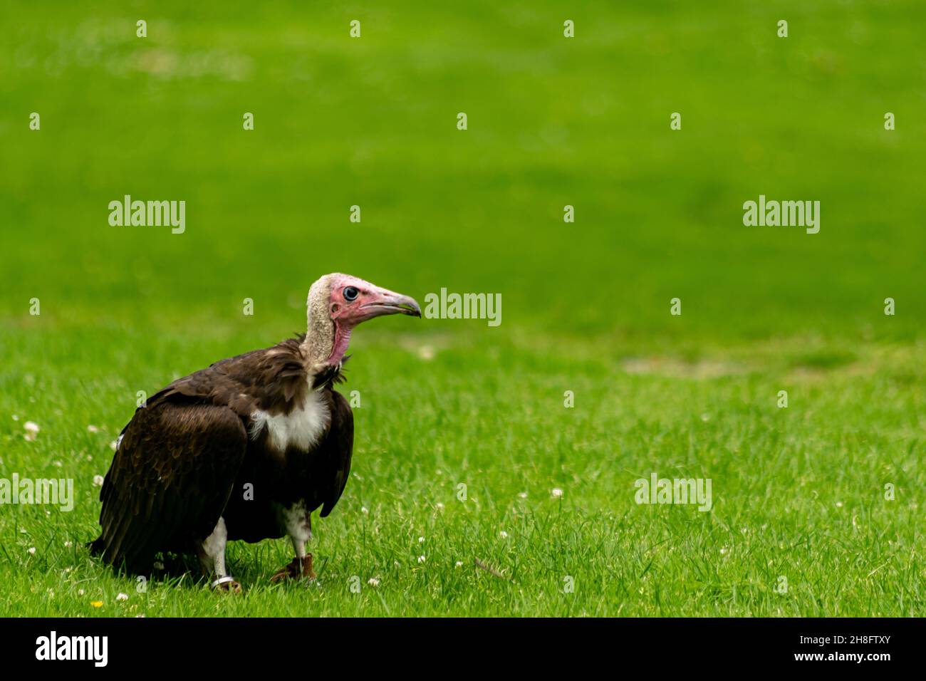 Hooded vulture bird sitting on a grass looking to the side, profile view of a bird of prey on the ground, vulture held captive and trained to obey Stock Photo