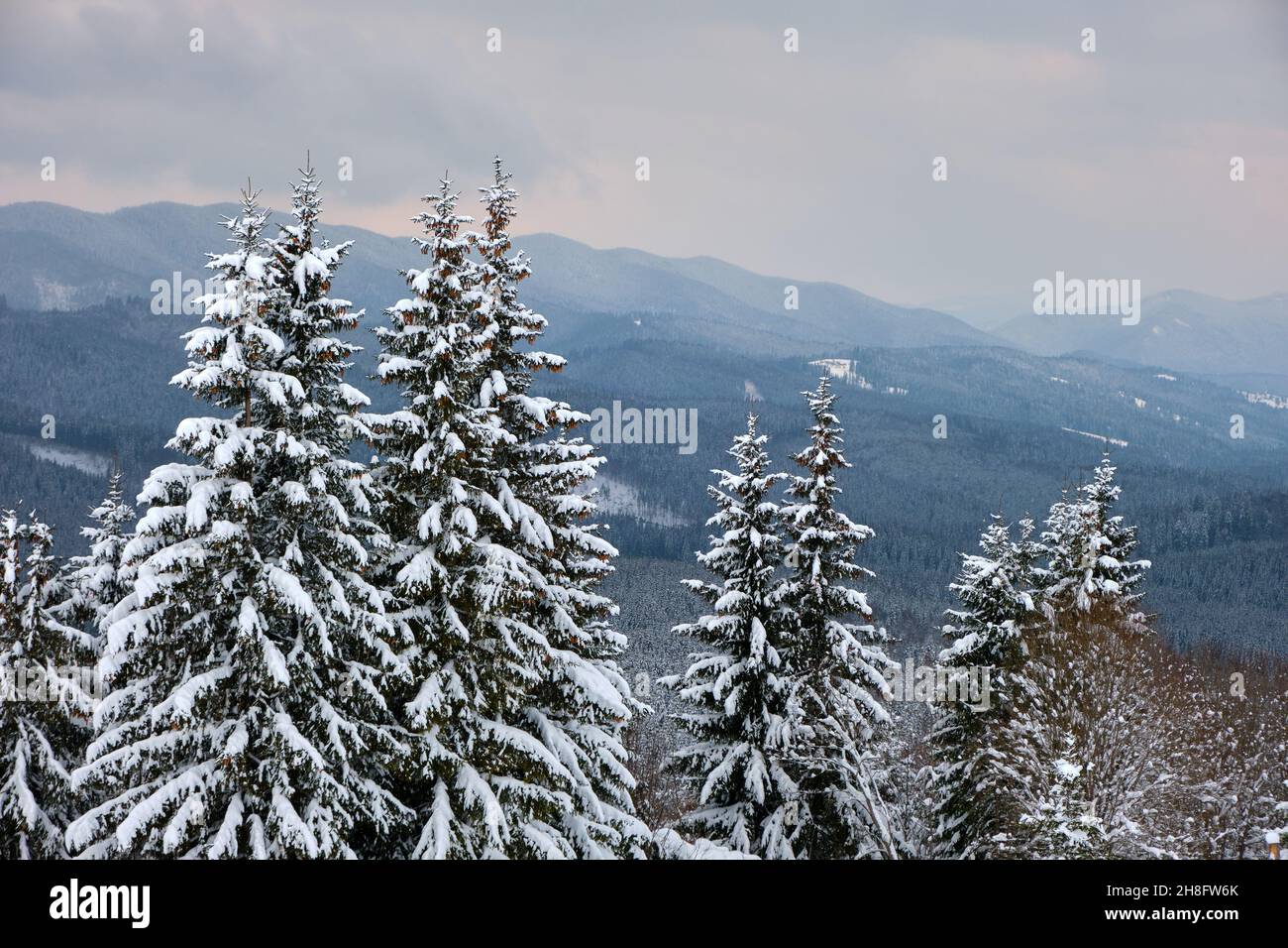 Holiday Greeting Cards - H7054. Greeting Cards Featuring A Forest