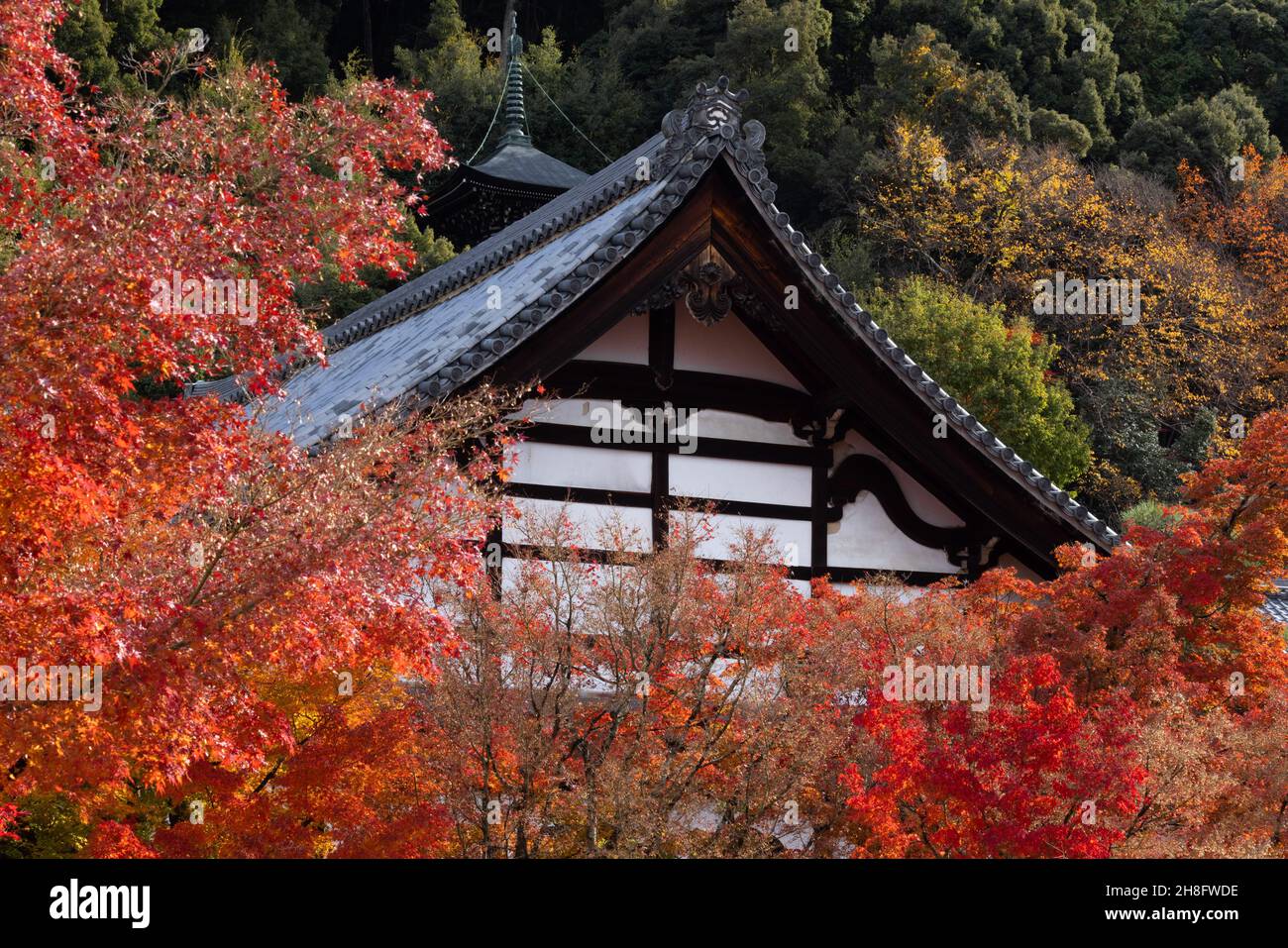 Kyoto, Japan. 27th Nov, 2021. Autumn colored Momiji leaves (Japanese Maple) seen inside Eikando Zenrin-ji Temple in Kyoto. Eikando Zenrin-ji Temple is one of the oldest temples in Kyoto. Founded in 863 AD, it witnessed many wars and destruction only to be rebuilt every time by the people of Kyoto. It is home of the Jodo Seizan Zenrin-ji sect of Buddhism. Its garden complex attracts many visitors especially during the autumn season. (Photo by Stanislav Kogiku/SOPA Images/Sipa USA) Credit: Sipa USA/Alamy Live News Stock Photo