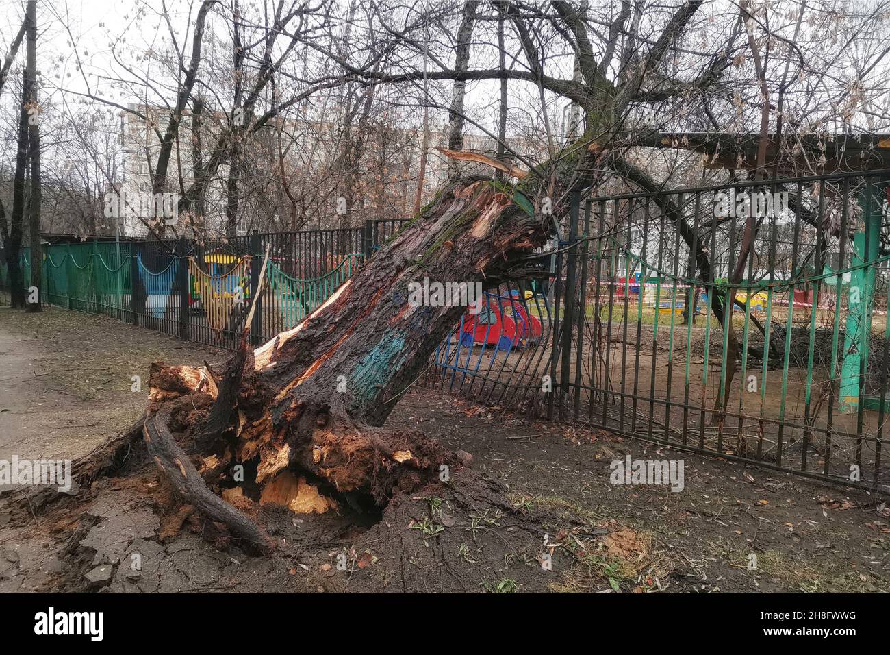 Fallen tree after a hurricane in the courtyard of Moscow. Tree with roots upside down by the wind lies on the curved fence of a kindergarten. Stock Photo