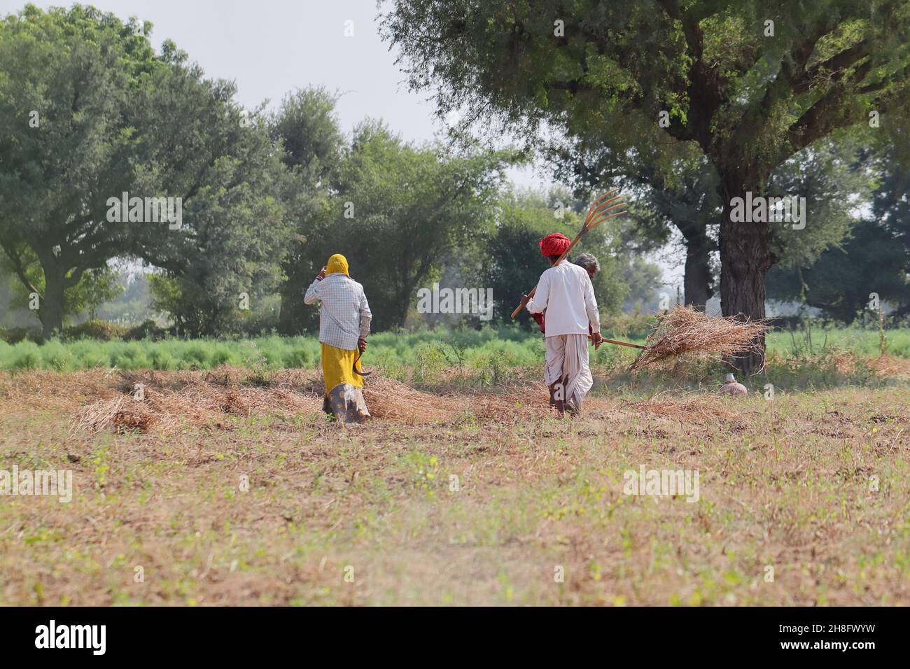 Indian farmer working in field hi-res stock photography and images - Alamy
